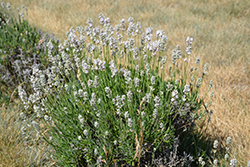 Pink Perfume Lavender (Lavandula angustifolia 'Pink Perfume') at Lakeshore Garden Centres