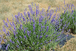 Dwarf Silver Lavender (Lavandula angustifolia 'Dwarf Silver') at Lakeshore Garden Centres