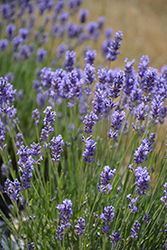 Hidcote Superior Lavender (Lavandula angustifolia 'Hidcote Superior') at Green Thumb Garden Centre
