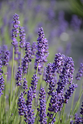 Tall Hidcote Lavender (Lavandula angustifolia 'Tall Hidcote') at Lakeshore Garden Centres