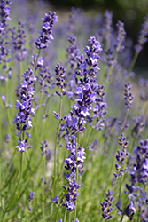 Provence Blue Lavender (Lavandula angustifolia 'Provence Blue') at Lakeshore Garden Centres
