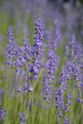 Royal Purple Lavender (Lavandula angustifolia 'Royal Purple') at Lakeshore Garden Centres