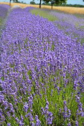 French Fields Lavender (Lavandula angustifolia 'French Fields') at Lakeshore Garden Centres