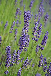 Maillette Lavender (Lavandula angustifolia 'Maillette') at Lakeshore Garden Centres