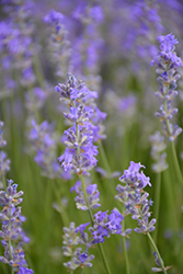 Dark Supreme Lavender (Lavandula angustifolia 'Dark Supreme') at Lakeshore Garden Centres