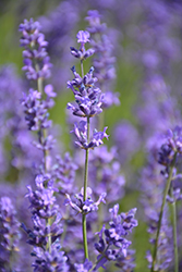 Folgate Lavender (Lavandula angustifolia 'Folgate') at Lakeshore Garden Centres
