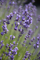 Fashionably Late Lavender (Lavandula angustifolia 'Fashionably Late') at Lakeshore Garden Centres