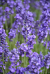 Annet Lavender (Lavandula angustifolia 'Annet') at Lakeshore Garden Centres