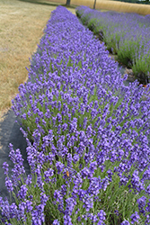 Hidcote Lavender (Lavandula angustifolia 'Hidcote') at Golden Acre Home & Garden