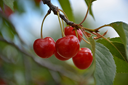Montmorency Cherry (Prunus 'Montmorency') at Peter Knippel Garden Centre