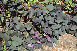 Black Heart Sweet Potato Vine (Ipomoea batatas 'Black Heart') at Lakeshore Garden Centres