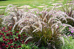 Fountain Grass (Pennisetum setaceum) at Lakeshore Garden Centres