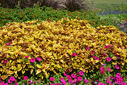 Pineapple Coleus (Solenostemon scutellarioides 'Pineapple') at Lakeshore Garden Centres