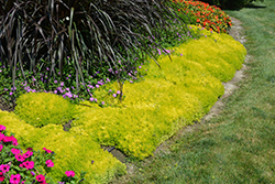 Lemon Coral Stonecrop (Sedum rupestre 'Lemon Coral') at Lakeshore Garden Centres