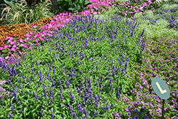 Evolution Salvia (Salvia farinacea 'Evolution') at Lakeshore Garden Centres