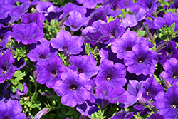 Supertunia Royal Velvet Petunia (Petunia 'Supertunia Royal Velvet') at Lakeshore Garden Centres