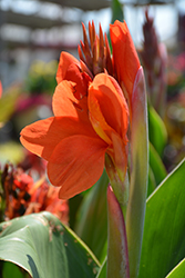 Toucan Dark Orange Canna (Canna 'Toucan Dark Orange') at Lakeshore Garden Centres