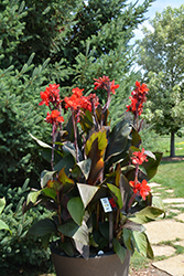 Toucan Scarlet Canna (Canna 'Toucan Scarlet') at Lakeshore Garden Centres