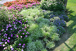 Diamond Delight Euphorbia (Euphorbia 'INEUPDIDIAZ') at Lakeshore Garden Centres