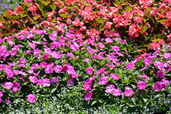 Infinity Lavender New Guinea Impatiens (Impatiens hawkeri 'Infinity Lavender') at Lakeshore Garden Centres