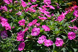 Infinity Lavender New Guinea Impatiens (Impatiens hawkeri 'Infinity Lavender') at Lakeshore Garden Centres