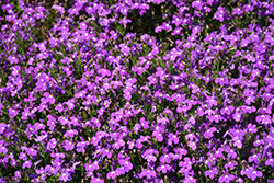 Crystal Palace Lobelia (Lobelia erinus 'Crystal Palace') at Lakeshore Garden Centres