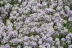 Blushing Princess Sweet Alyssum (Lobularia 'Blushing Princess') at Lakeshore Garden Centres