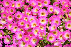 Supertunia Daybreak Charm Petunia (Petunia 'USTUN69002') at Lakeshore Garden Centres