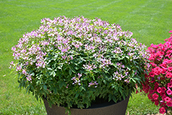 Pequena Rosalita Spider Flower (Cleome 'INCLENINRO') at Lakeshore Garden Centres