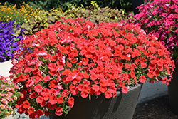Supertunia Really Red Petunia (Petunia 'Sunremi') at Lakeshore Garden Centres