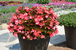 Surefire Red Begonia (Begonia 'Surefire Red') at Lakeshore Garden Centres