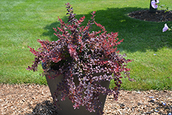 Sunjoy Syrah Japanese Barberry (Berberis thunbergii 'Helen') at Lakeshore Garden Centres