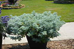Quicksilver Dusty Miller (Artemisia stelleriana 'Quicksilver') at Lakeshore Garden Centres
