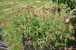 Forest Pink Globe Amaranth (Gomphrena haageana 'Forest Pink') at Lakeshore Garden Centres