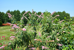 InSpired Pink Butterfly Bush (Buddleia 'Pink Pagoda') at Lakeshore Garden Centres