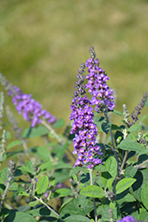 Lo & Behold Blue Chip Jr. Butterfly Bush (Buddleia 'Blue Chip Jr.') at Lakeshore Garden Centres