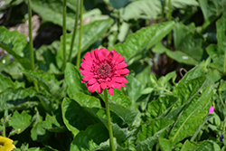 Hello! Magentamen Gerbera (Gerbera 'Hello! Magentamen') at Lakeshore Garden Centres