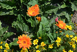 Hello! Pumpkin Gerbera (Gerbera 'Hello! Pumpkin') at Lakeshore Garden Centres