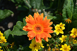 Hello! Pumpkin Gerbera (Gerbera 'Hello! Pumpkin') at Lakeshore Garden Centres