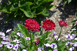 Hello! Magentamen Gerbera (Gerbera 'Hello! Magentamen') at Lakeshore Garden Centres