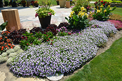 Supertunia Violet Star Charm Petunia (Petunia 'Supertunia Violet Star Charm') at Lakeshore Garden Centres