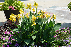 Toucan Yellow Canna (Canna 'Toucan Yellow') at Lakeshore Garden Centres