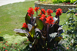 Toucan Scarlet Canna (Canna 'Toucan Scarlet') at Lakeshore Garden Centres