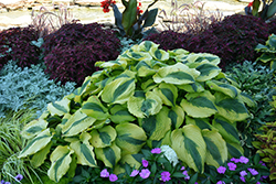 Goodness Gracious Hosta (Hosta 'Goodness Gracious') at Lakeshore Garden Centres