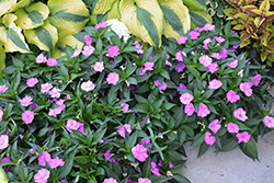 SunPatiens Compact Orchid New Guinea Impatiens (Impatiens 'SAKIMP041') at Lakeshore Garden Centres