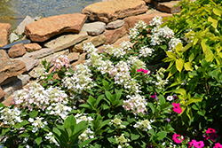 Polar Ball Hydrangea (Hydrangea paniculata 'WRHPBB2') at Lakeshore Garden Centres