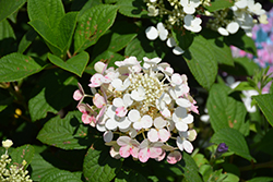 Polar Ball Hydrangea (Hydrangea paniculata 'WRHPBB2') at Lakeshore Garden Centres