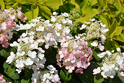 Polar Ball Hydrangea (Hydrangea paniculata 'WRHPBB2') at Lakeshore Garden Centres