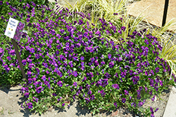 Anytime Plum Good Pansiola (Viola x wittrockiana 'Anytime Plum Good') at Lakeshore Garden Centres