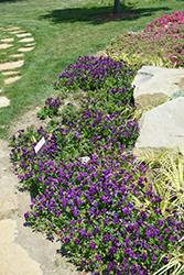 Anytime Plum Good Pansiola (Viola x wittrockiana 'Anytime Plum Good') at Lakeshore Garden Centres